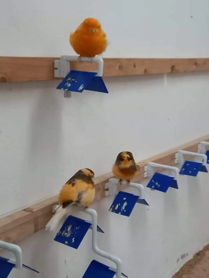 Siège d'oiseau individuel - Moldes Ave