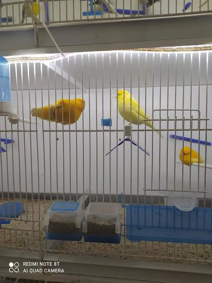 Siège d'oiseau individuel - Moldes Ave