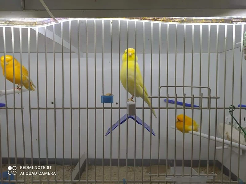 Siège d'oiseau individuel - Moldes Ave