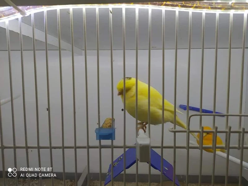 Siège d'oiseau individuel - Moldes Ave
