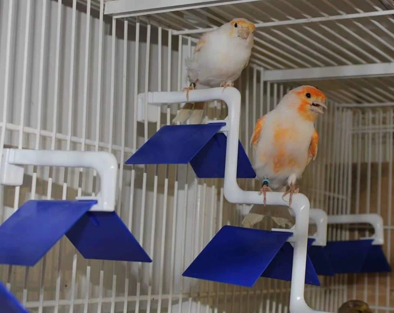 Siège d'oiseau individuel - Moldes Ave