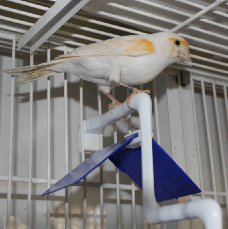 Siège pour oiseaux avec extension - Moldes Ave