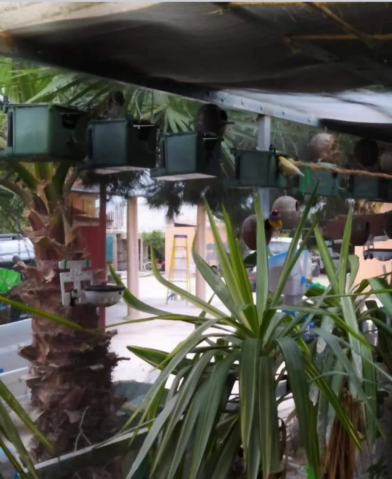 Nest Isabella Exotics - Avenue Moldes
