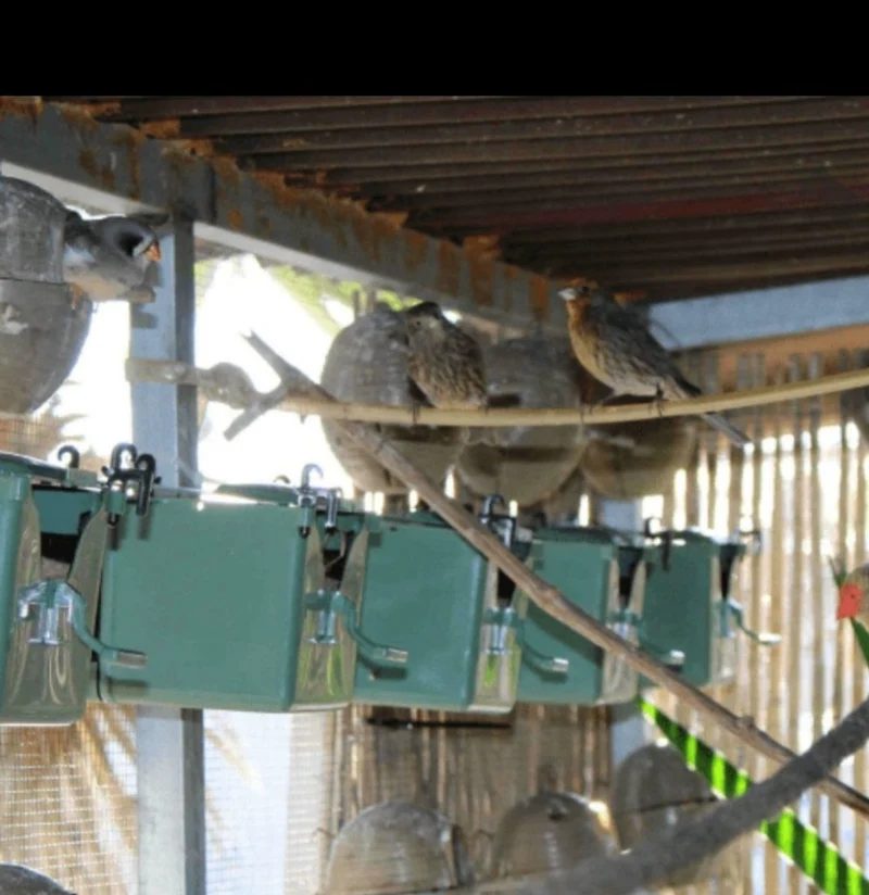 Nest Isabella Exotics - Avenue Moldes