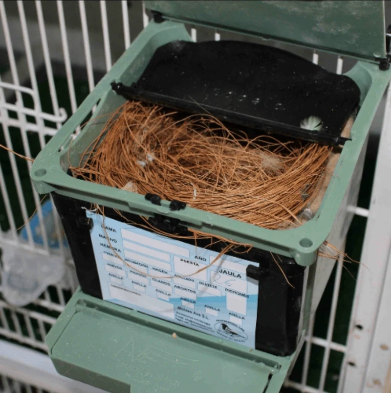 Nest Isabella Exotics - Avenue Moldes