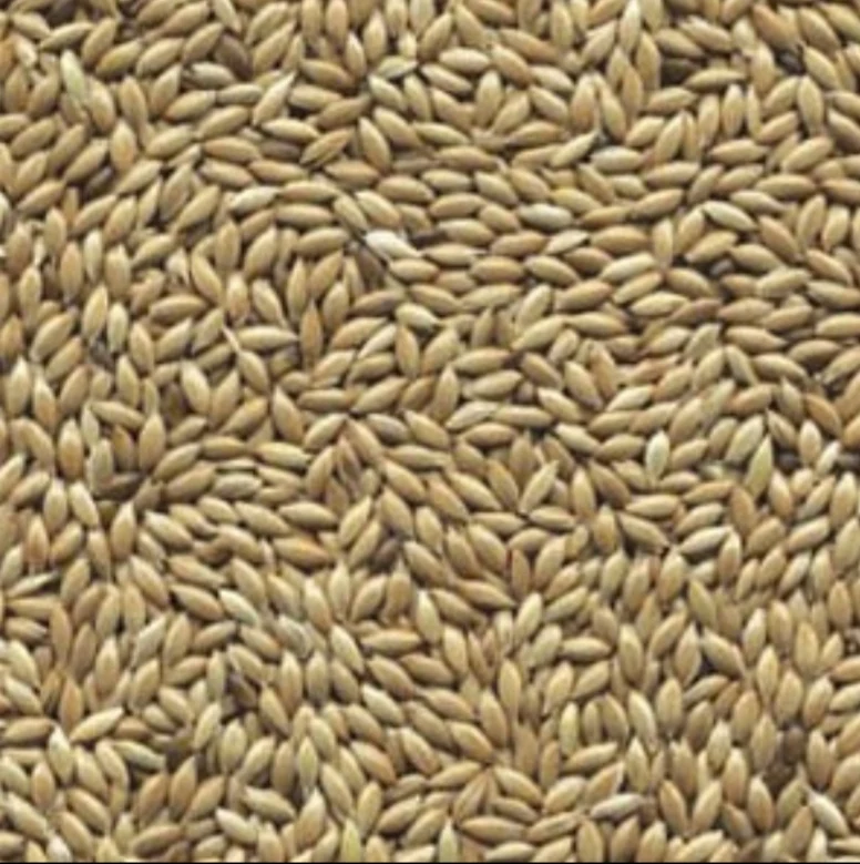 Graine blanche (graine plate ou alpiste) 1 kg