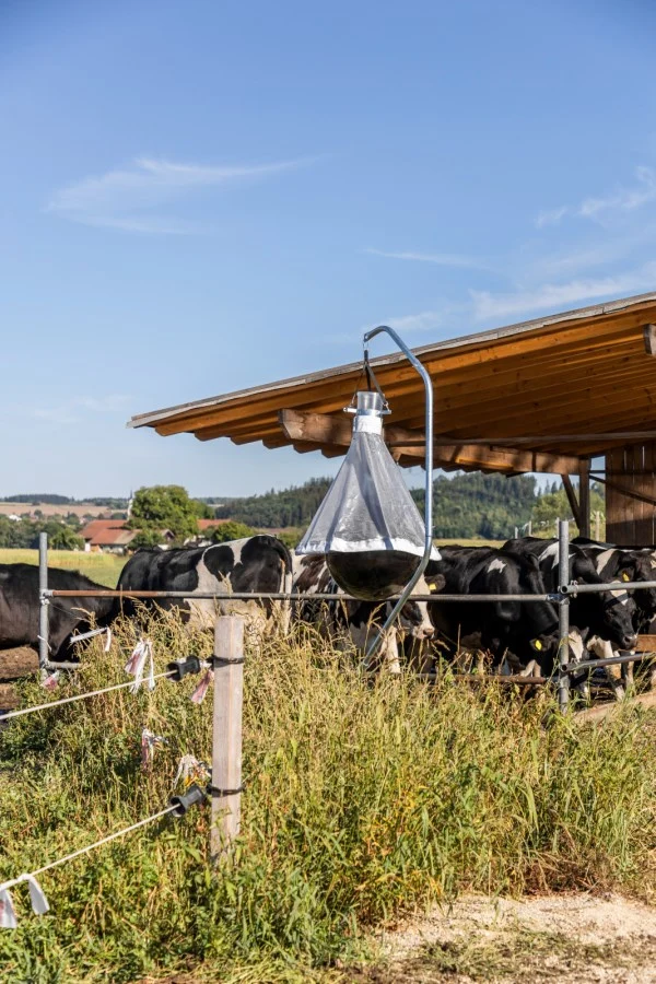 Piège à taons sur un hectare (10 000 m²) jusqu'à 300 insectes capturés par jour