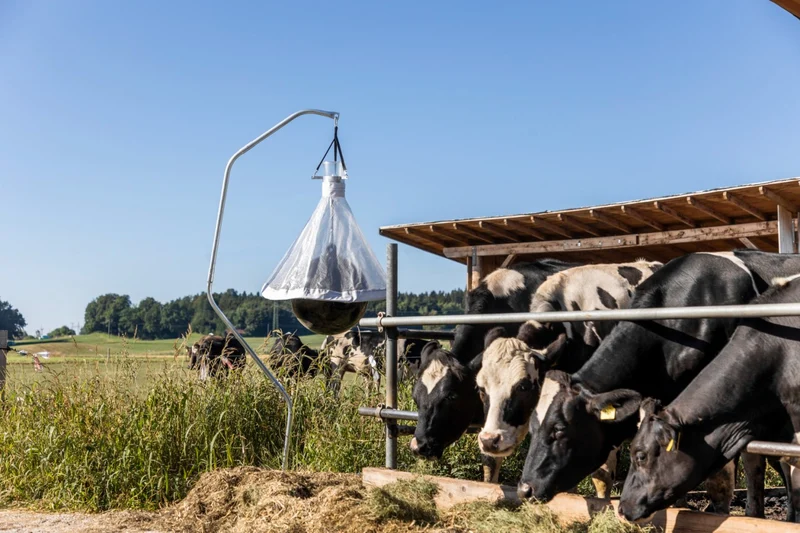 Piège à taons sur un hectare (10 000 m²) jusqu'à 300 insectes capturés par jour