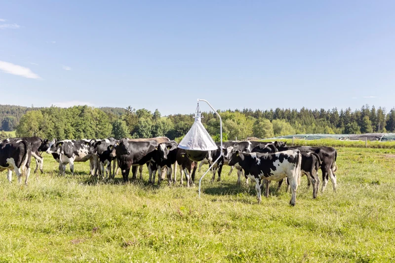 Piège à taons sur un hectare (10 000 m²) jusqu'à 300 insectes capturés par jour