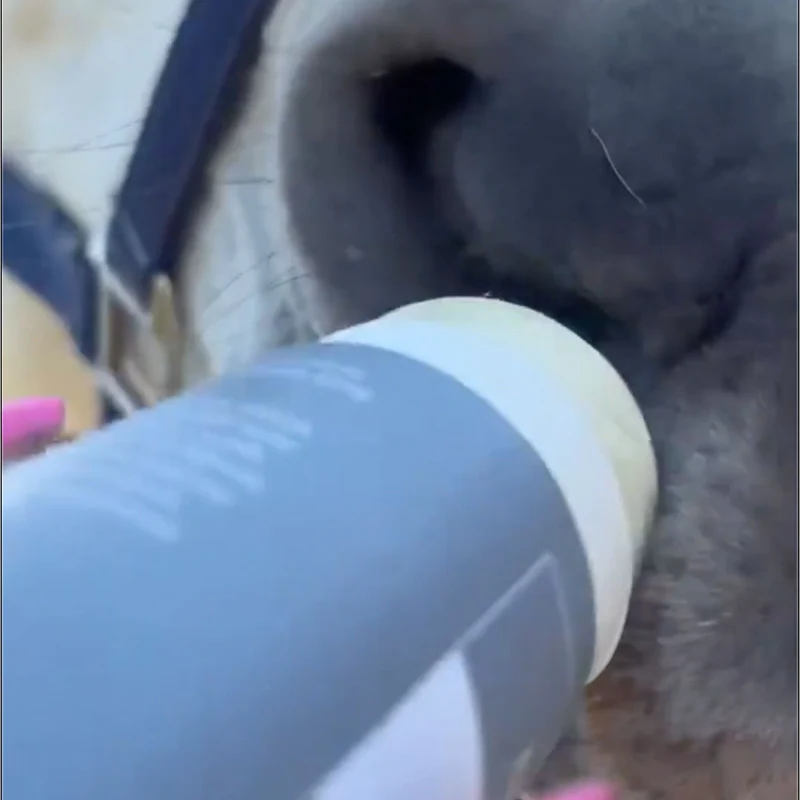 Stick Large Anti-Mouches Facile pour Cheval
