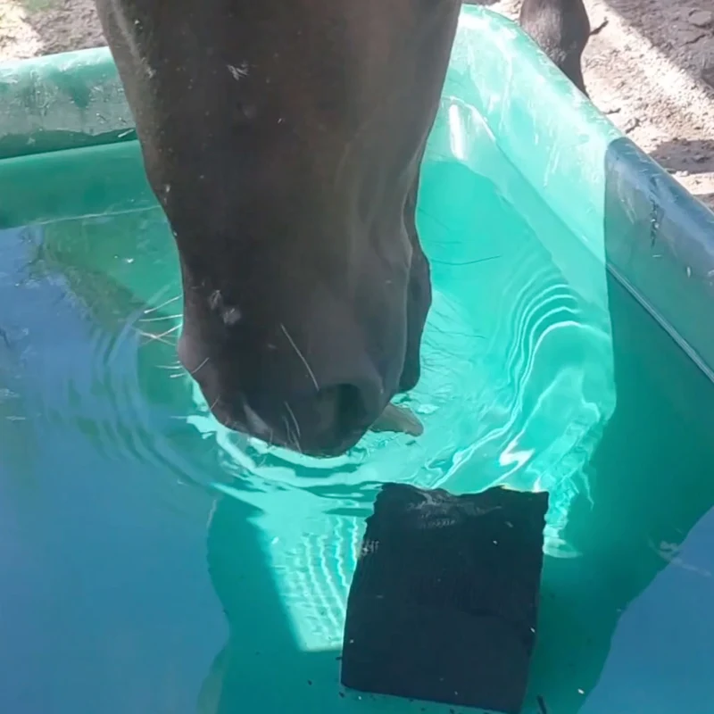 Cube charbon actif d'abreuvoirs pour chevaux
