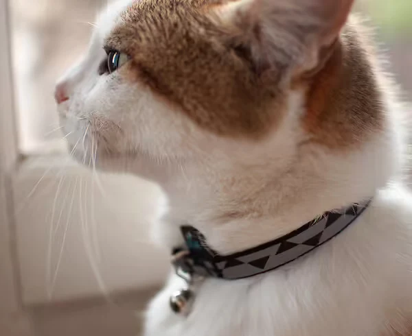 Collier Motif Réfléchissant - Chat