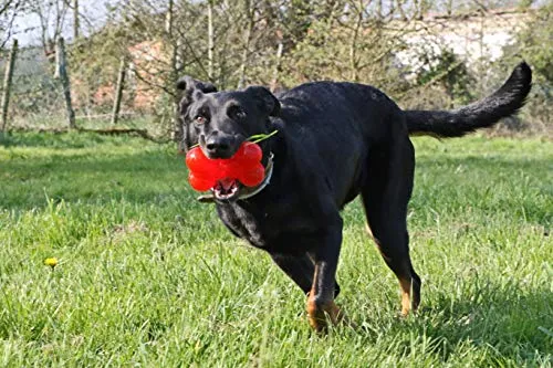 Anime Giocattolo Play Strong Ball per cane