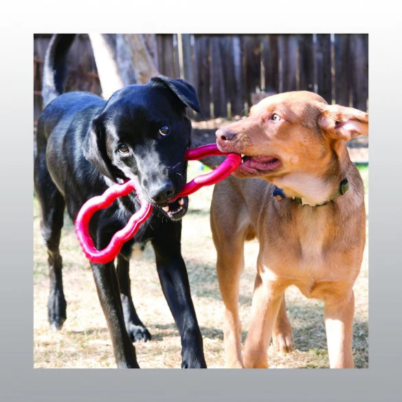 Jouet de traction tug toy pour chien