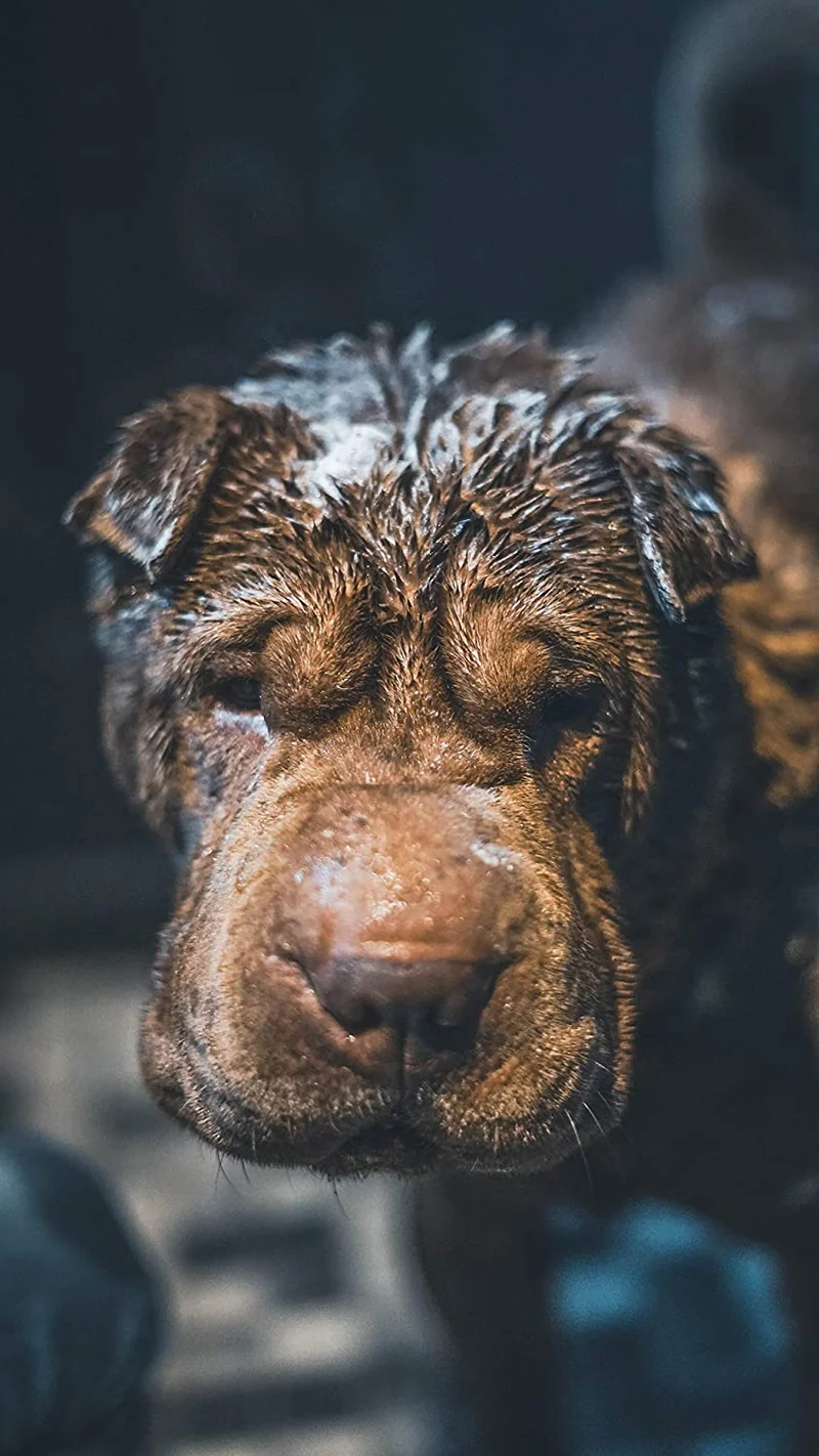 Vetocanis Shampoo Ipoallergenico