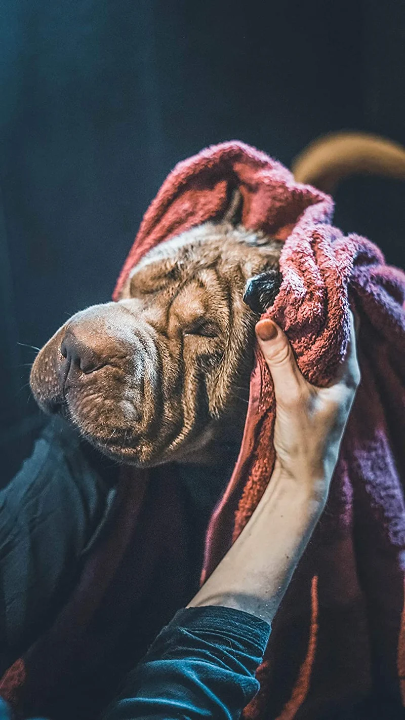 Vetocanis Shampoo Ipoallergenico