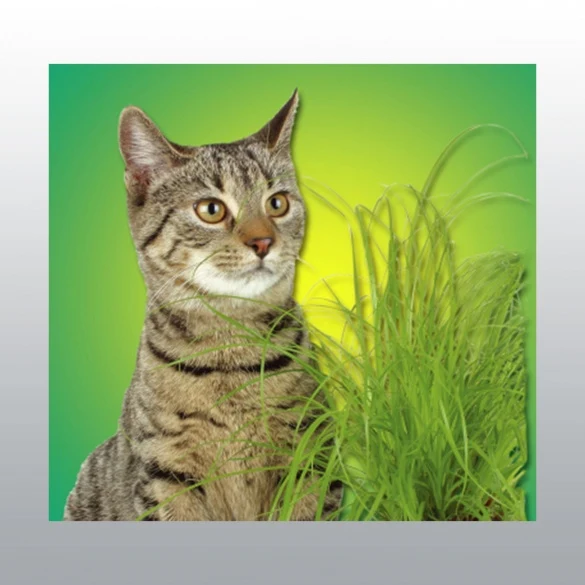 Graines d'herbe à chat à cultiver