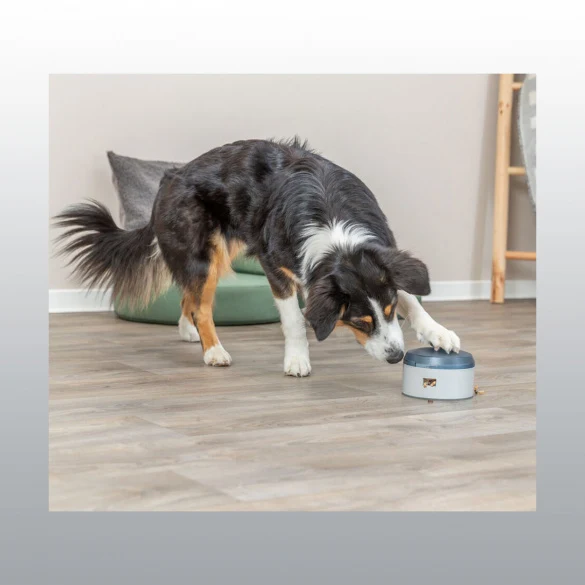 Buzzer pour chien