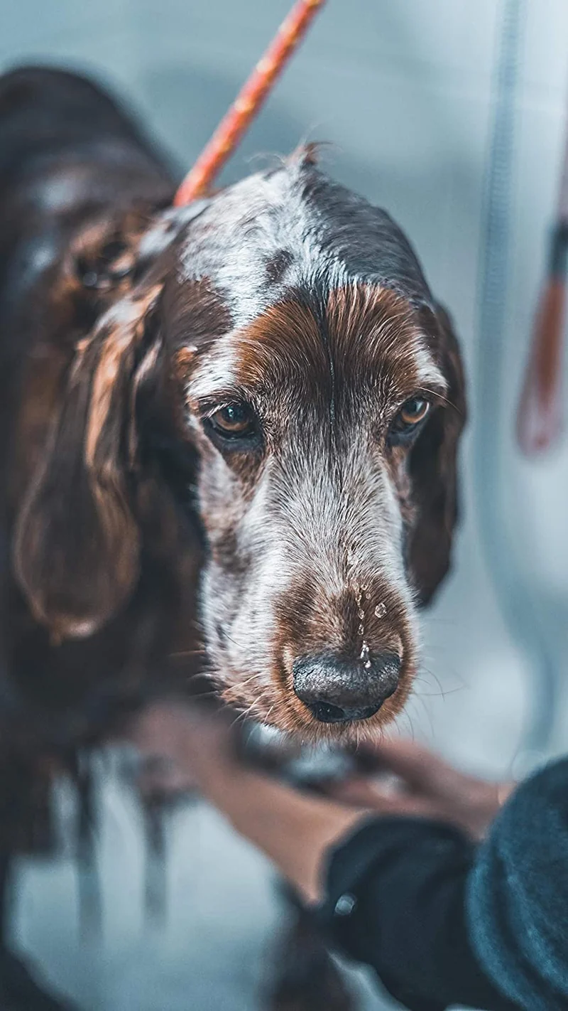 vetocanis Shampoo Peli