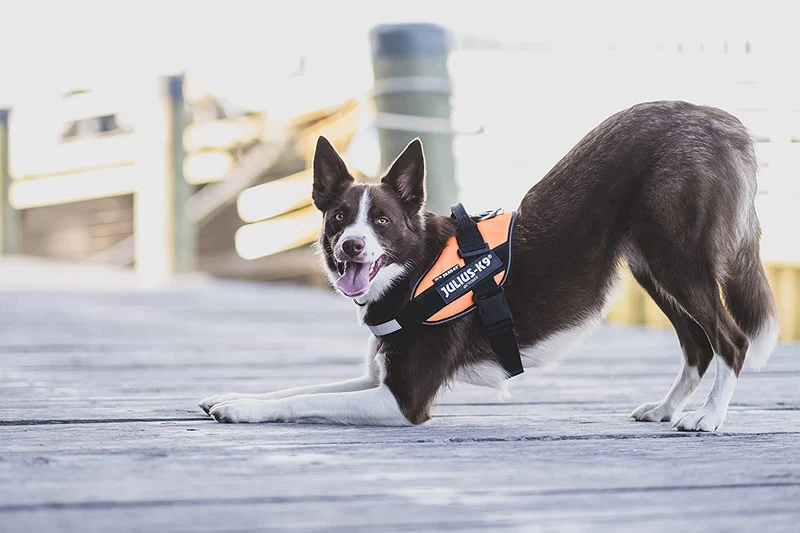 Julius-K9 Pettorina IDC Power/Powair
