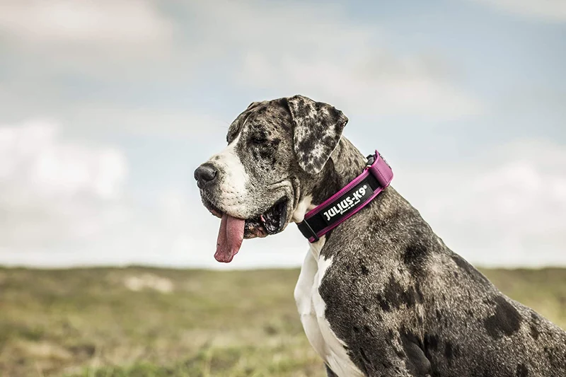 Julius-K9 Collare Color & Gray