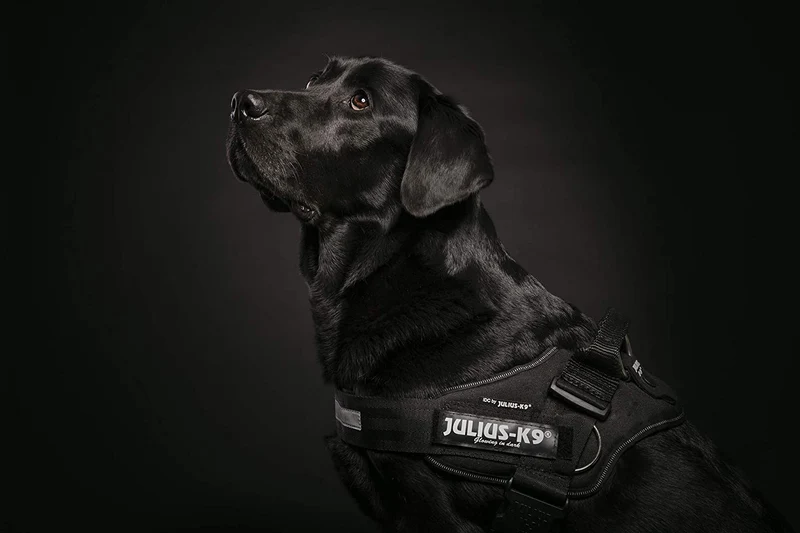 Julius-K9 harness