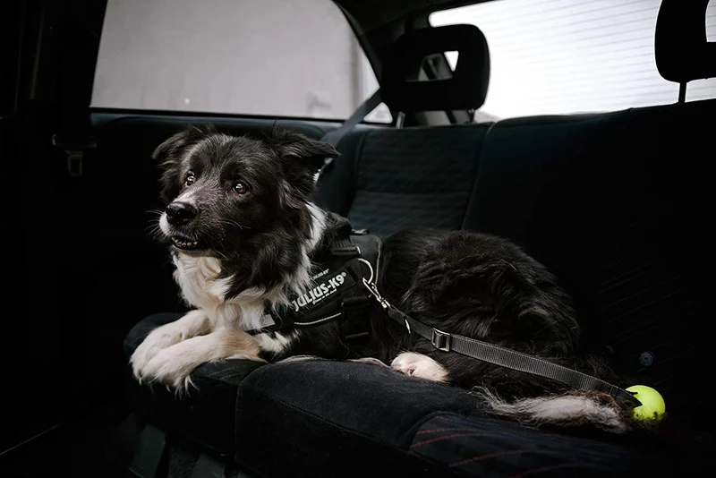 Julius-K9 harness