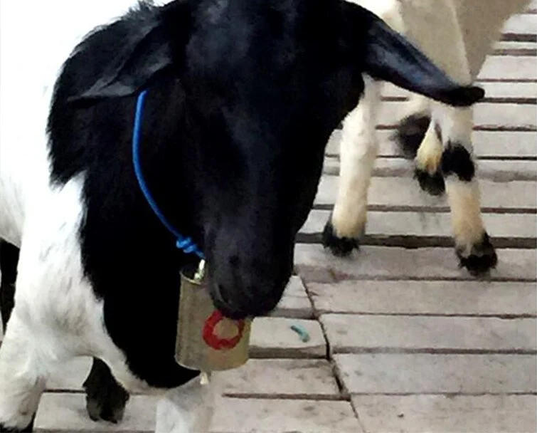 Galvanized steel material bell for cattle sheep goat , campana per bovini ovini caprini