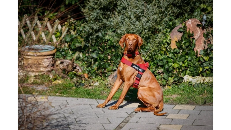 Julius k9 IDC band harness for dogs