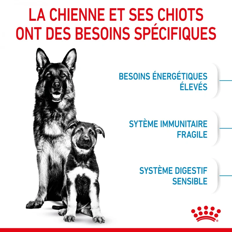 ROYAL CANIN Starter Maxi Mother & Babydog - Croquettes pour chiot