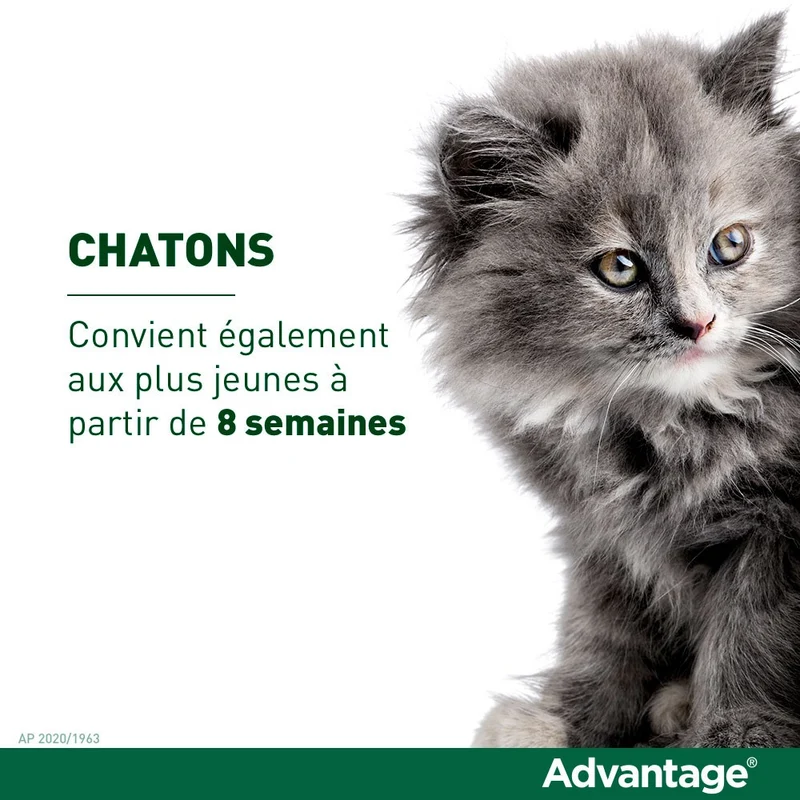 Pipettes Advantage chat, lapin