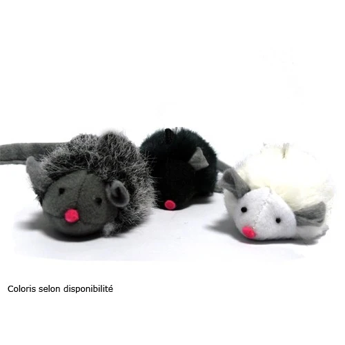 Souris couinante chat