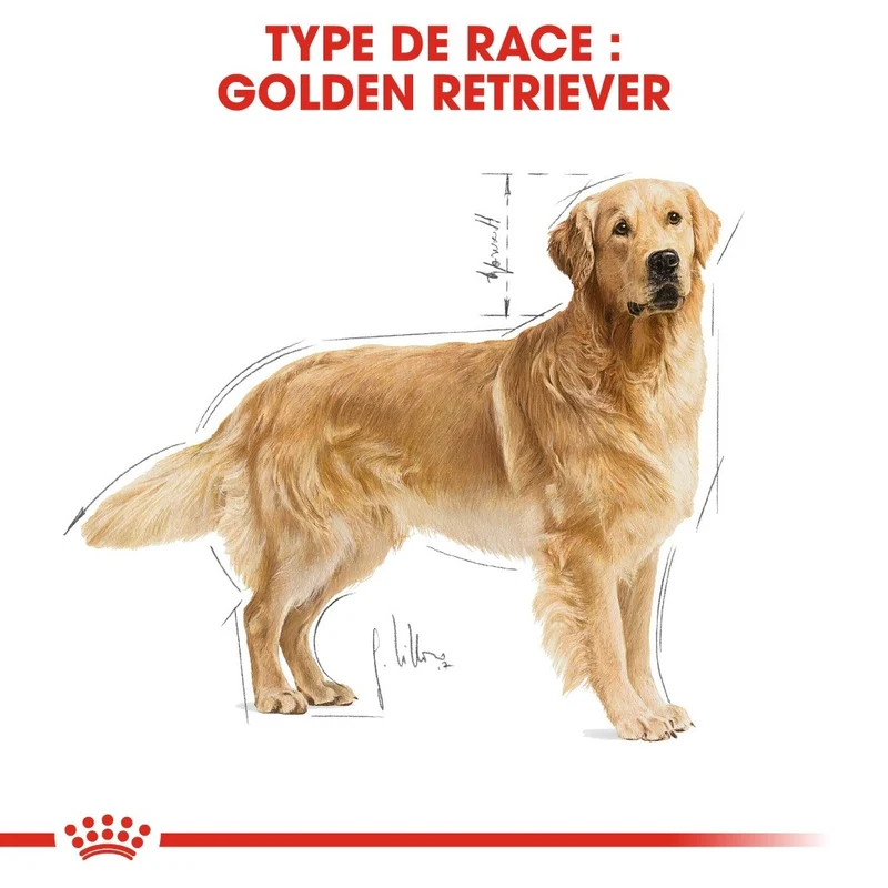 Royal Canin Golden Retriever Adult - Croquettes pour chien