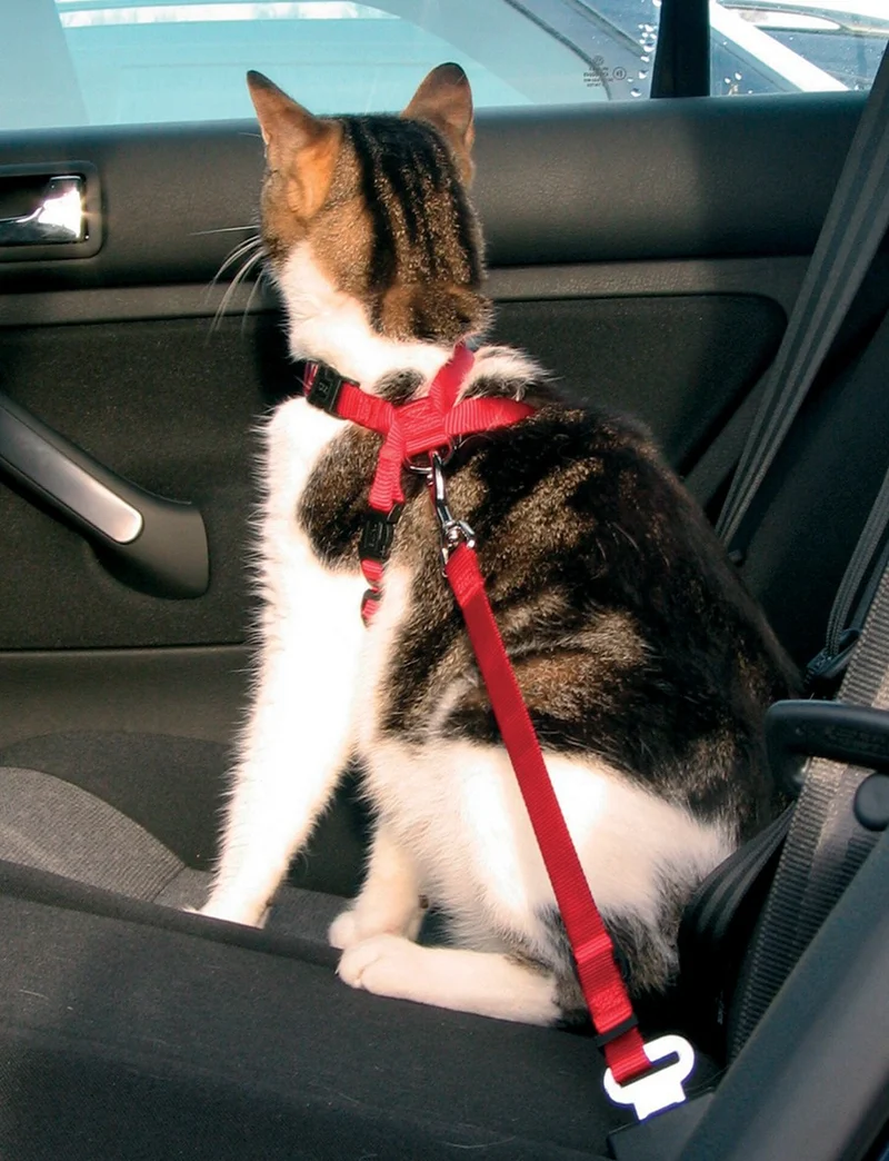 Harnais chat voiture