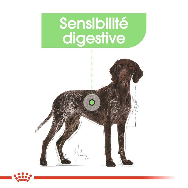 Royal Canin Maxi Digestive Care - Croquettes pour chien
