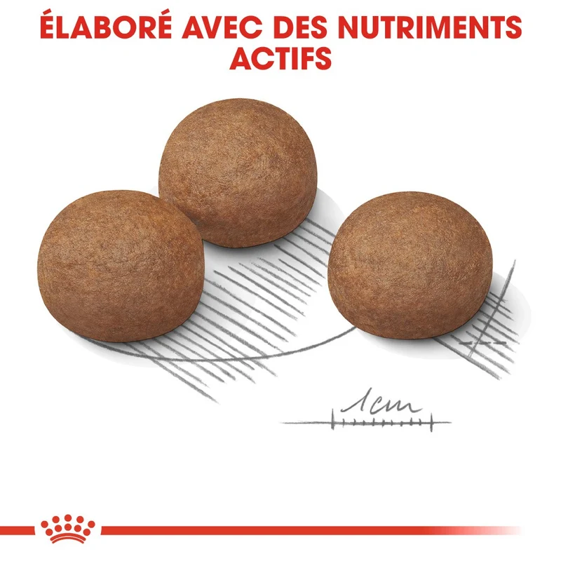 Royal Canin Maxi Digestive Care - Croquettes pour chien