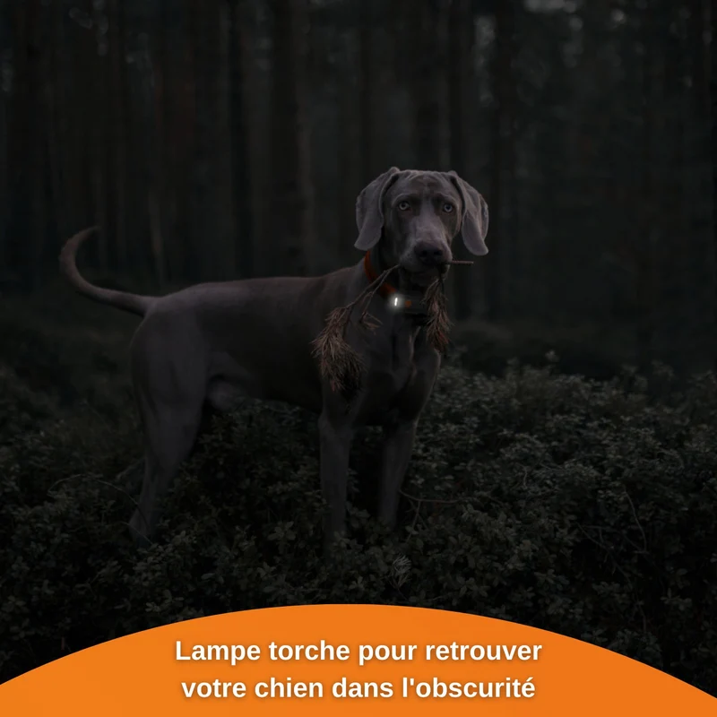 Collier GPS Weenect XS noir chien