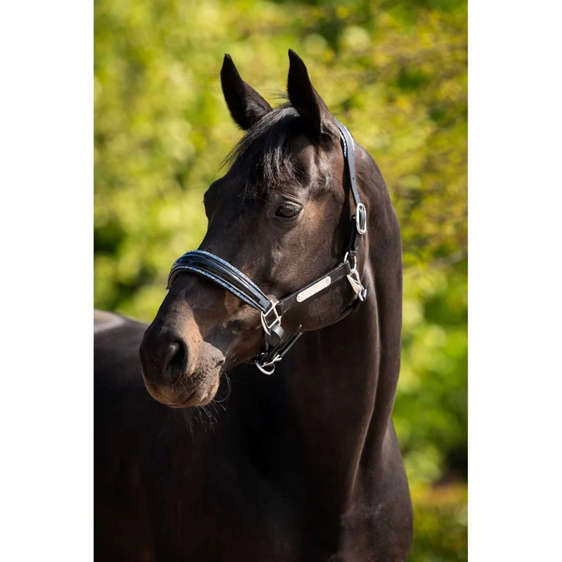 HB Ruitersport Licol Showtime Grand Slam Noir/Aqua Blue