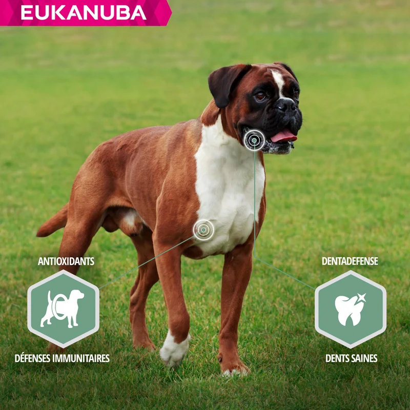Eukanuba Daily Care Sensitive Joints - croquettes chien