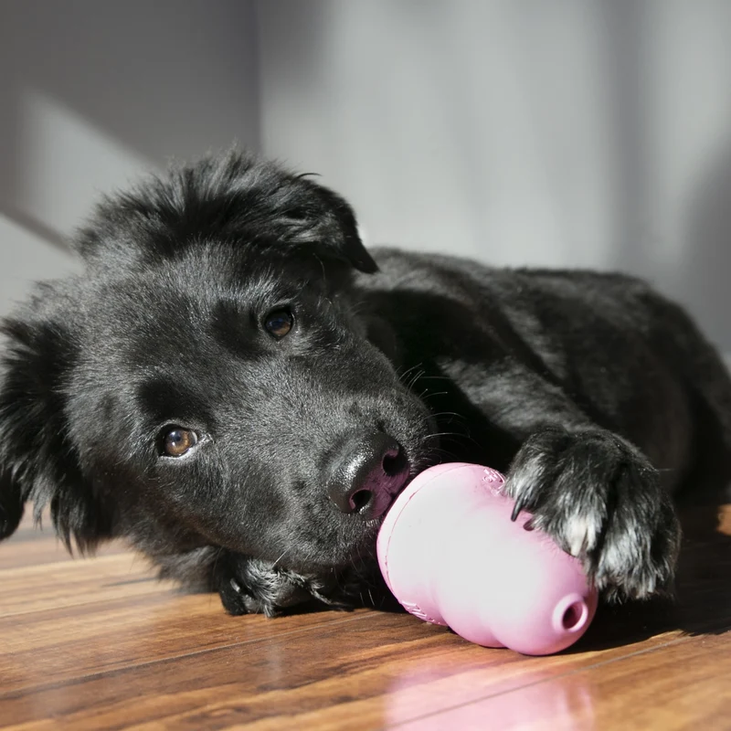 Jouet Kong chiot