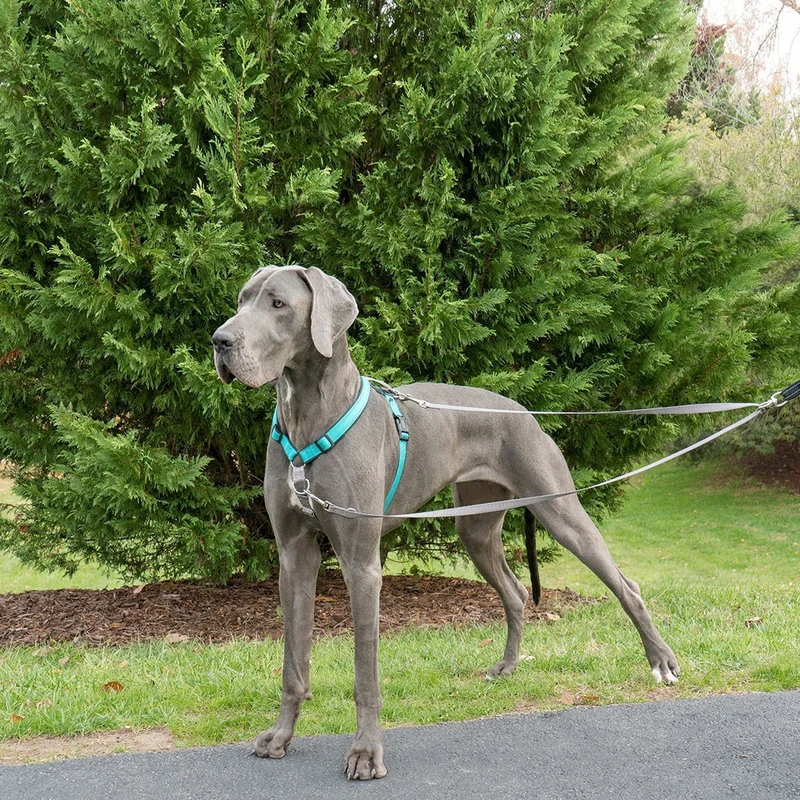 Laisse anti-traction Easywalk chien