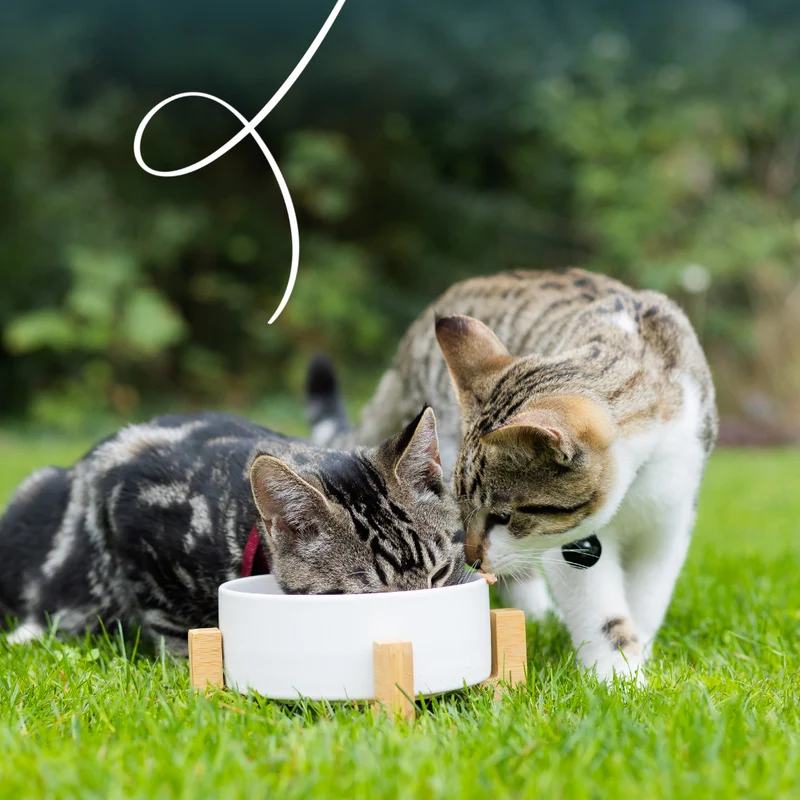 Yarrah bio sans céréales - pâtée chat