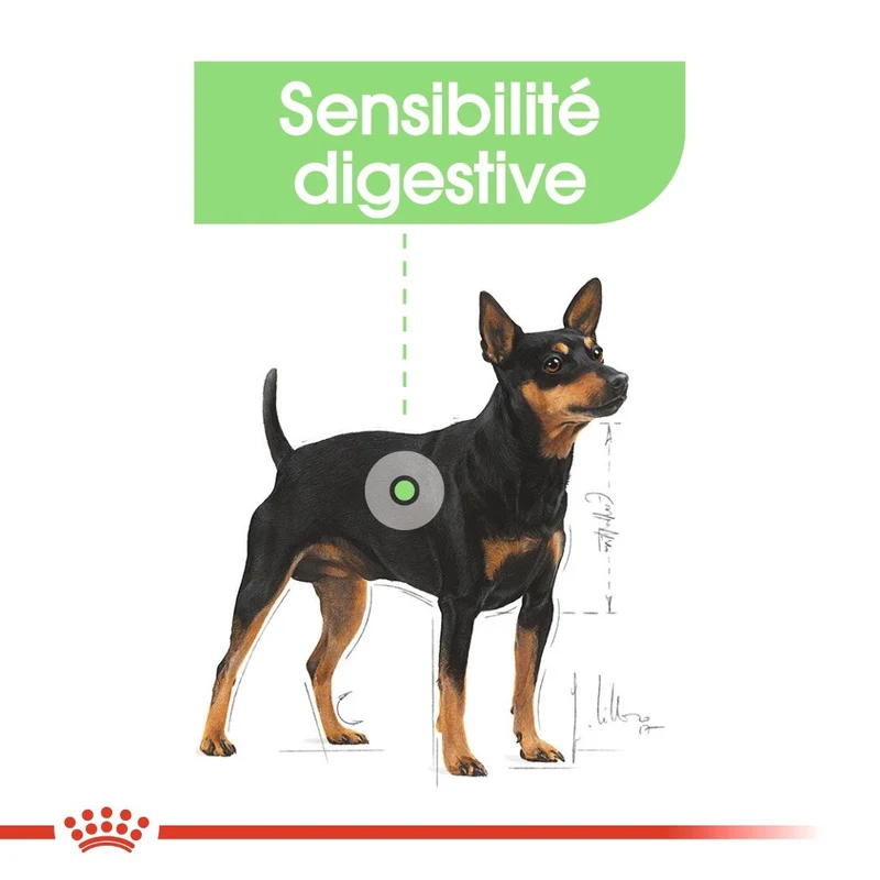 Royal Canin Mini Digestive Care - Croquettes pour chien