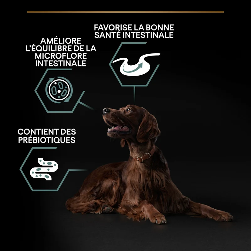 Pro Plan Sensitive Digestion Large Athletic Adult à l'agneau - croquettes chien