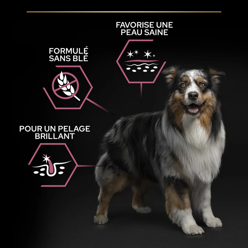 Pro Plan Sensitive Skin Medium & Large Adult au saumon - croquettes chien