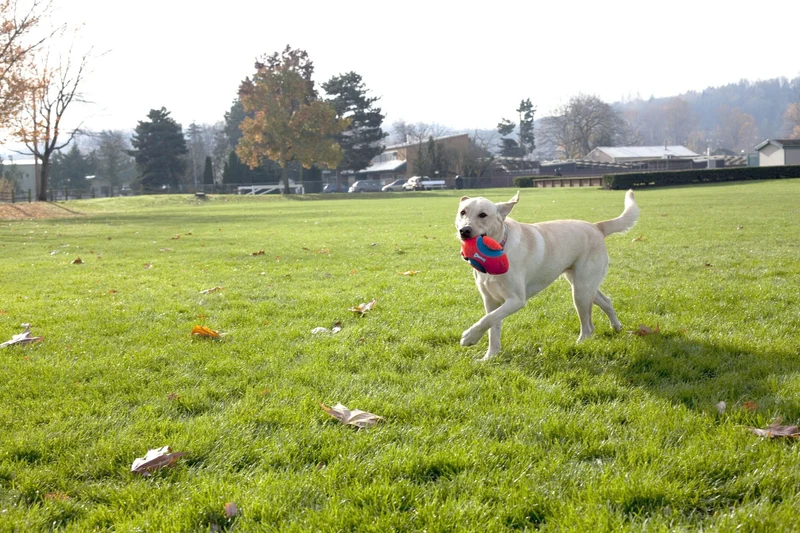 Ballon Fumble Fetch