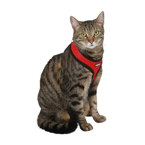 Harnais et laisse Active chat