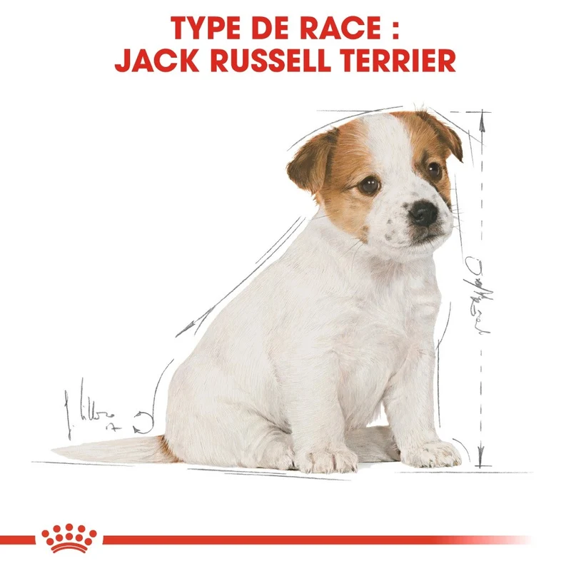 Royal Canin Jack Russell Puppy - croquettes chiot