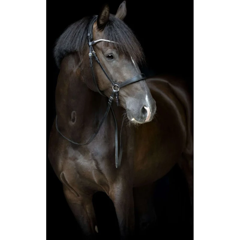 Catago Lanière de Muserolle Gentle Marron