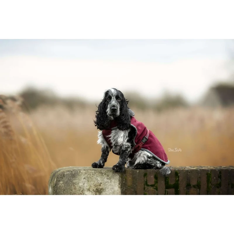 Bucas Couverture pour Chien Show-Line Burgundy/Gris